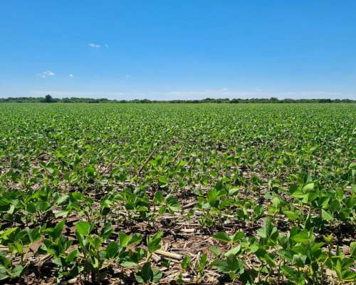 Vendo 215 Ha en Rio Cuarto