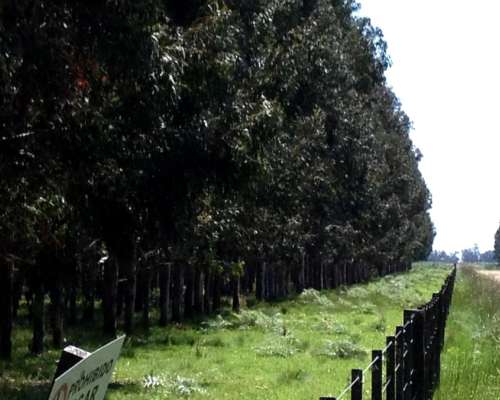 110 Ha Forestales Necochea