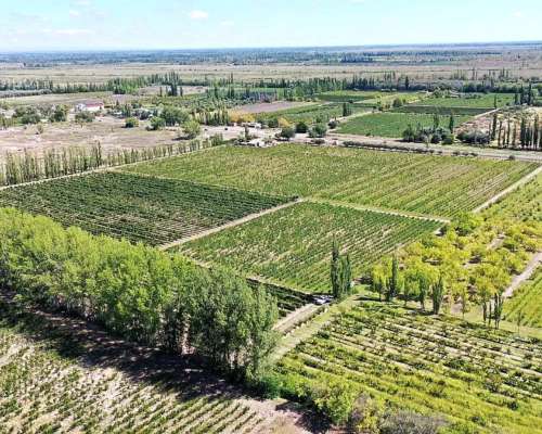 Se Vende Viñedo de 9ha en San Rafael - Mendoza