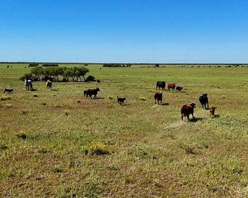 2431 Has Secano en Venta Patagones
