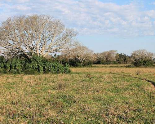 Ctes0028 Venta 7.000 HA. Ganadero Saladas