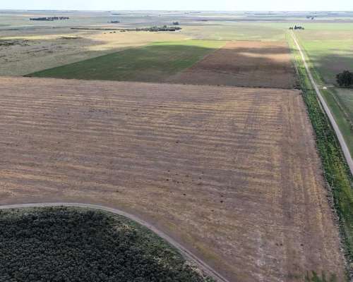 700 Hectáreas Pehuenco, BS. AS.