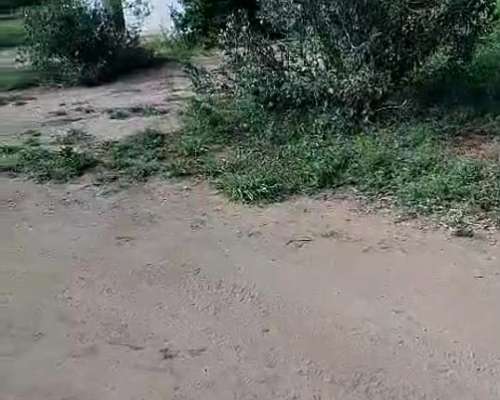 Vdo 1500 Has Norte CBA PA 450 Cabezas 650 DOL X Ha REC Prop