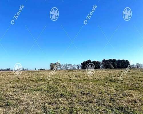 Campo en Venta de 450 Has en Magdalena. Ganadero
