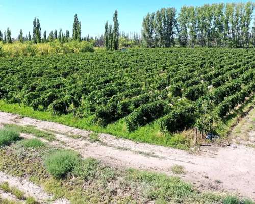 Se Vende Viñedo de 9ha en San Rafael - Mendoza