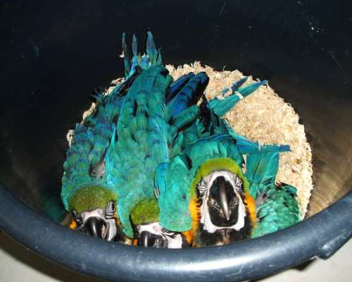 Loros Guacamayos Azules y Dorados Documentados, Disponibles