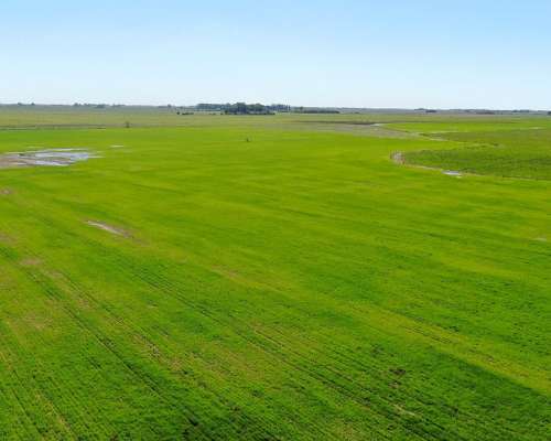 163 Has en Chascomús, Buenos Aires - Mixto - Venta