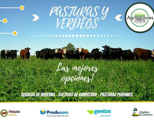 Todas las Pasturas para la Campaña 2026 - Agropciones