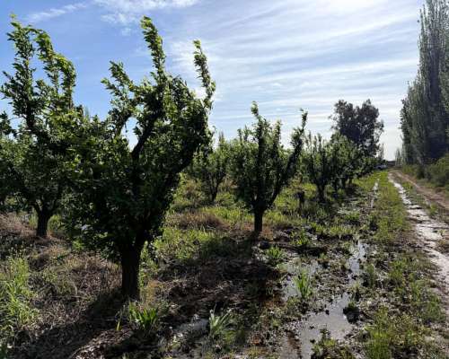 Finca 14 Ha el Pastal Mendoza. VID y Ciruelos