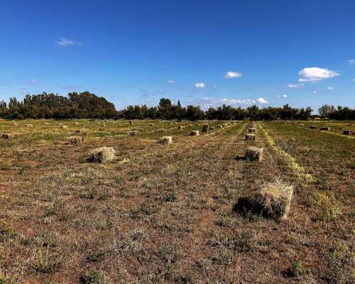 Vendo 71 Hcts, Alfalfa. con Maquinaria Completa Incluida