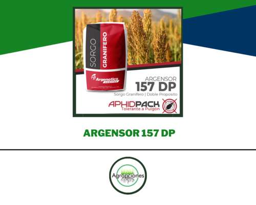 Semilla de Sorgo Argensor 157 DP Tolerante a Pulgon