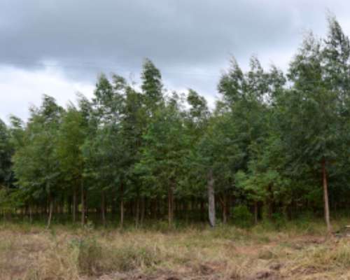 520 Hectareas en Corrientes