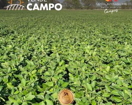 Vende: Campo Agrícola/ganadero 44 Ha en Colonia el Indio