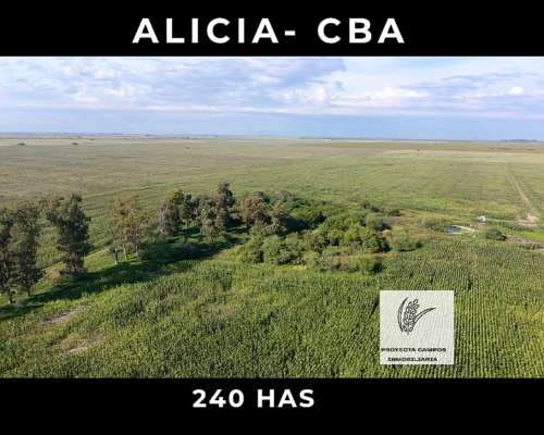 Venta - 240 Has en Alicia - CBA