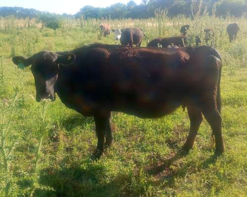Vendo 2 Vacas Buenas Preñadas