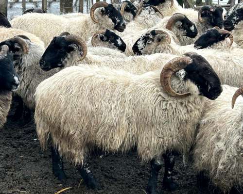 Venta Majada Ovejas Scottish Black Face