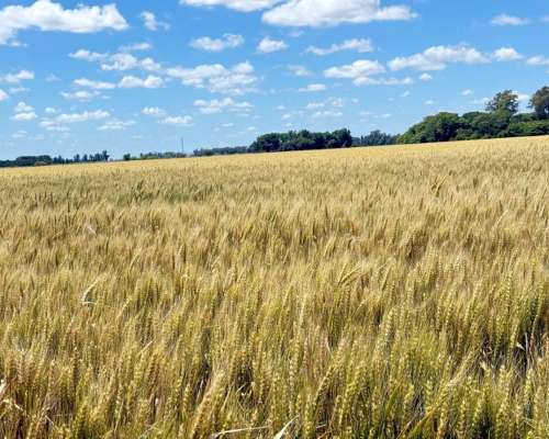 🌾 Campo de 10 Hectáreas en Venta – Suipacha, Buenos Aires