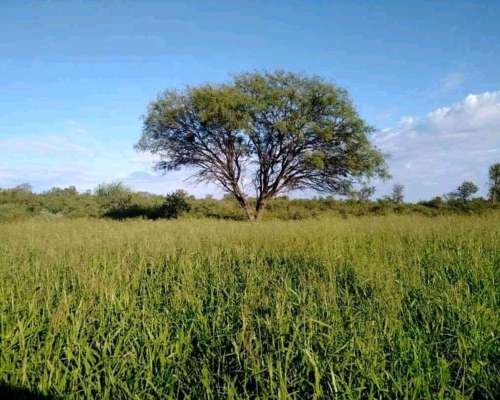 1300 Hectareas Ganaderas en Dean Funes
