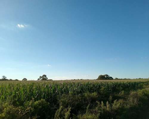 Venta 29,5 Ha Agrícolas en Capilla de Sitón