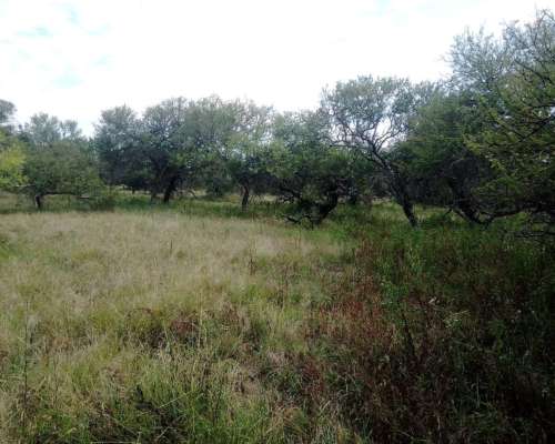 Arrendamiento Alquiler Campo Ganadero