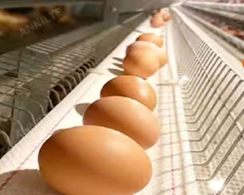 Cinta Recolectora de Huevos