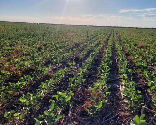 Vendo Campo en Frentones Chaco