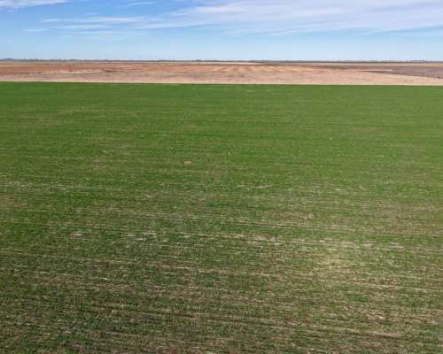 Piamonte - 37 Has - Mixtas