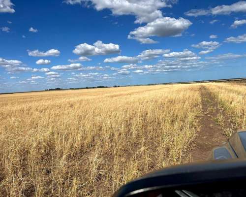 700 Hectáreas Pehuenco, BS. AS.