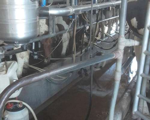 Buscamos Trabajo Urgente de Tambero Peon o Puestero