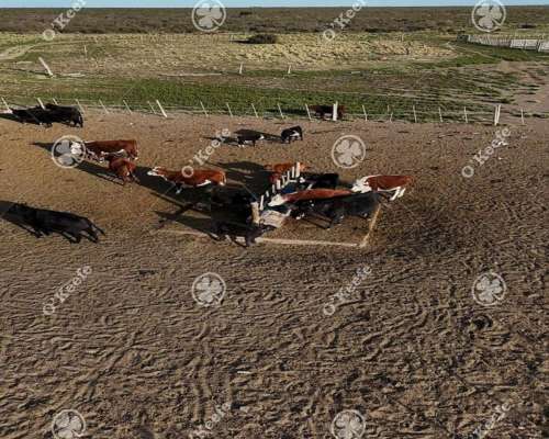 Campo en Venta 10000 Has en Patagones. Mixto