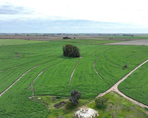 210 Has. Campo Agrícola en Arrecifes