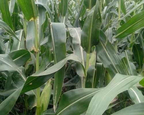 Sachayoj 3300 Ha Agrícolas