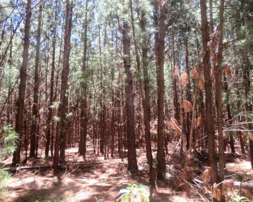 Fideicomiso Forestal - Corrientes