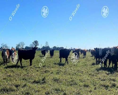 Campo en Venta de 450 Has en Magdalena. Ganadero