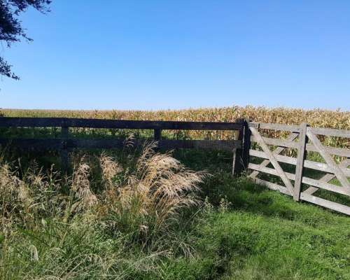 Vdo 300 Has Agrícola Mixto Alquilado Cerca Ruta 65 del Valle