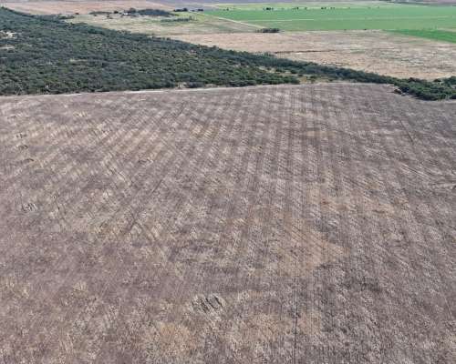 115 Has Aptitud Agrícolas SA Pereira las Colonias Santa FE
