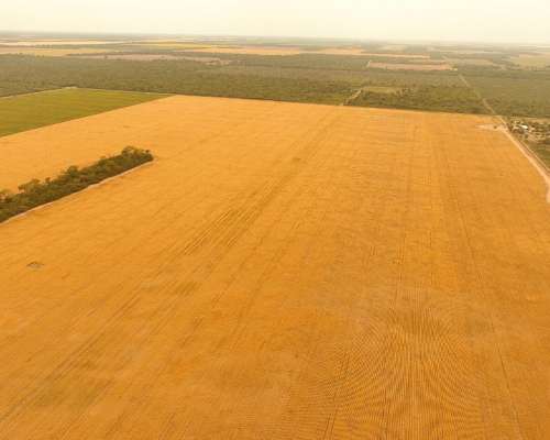 Charata Chaco Campo Agrícola