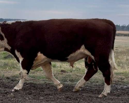 Toros P. Hereford . Excelente Estado