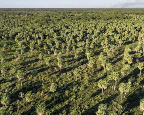 1.800ha Agricolaganaderas en General San Martin, Chaco