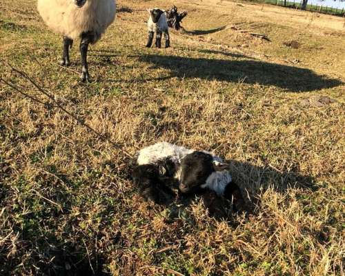 Venta Majada Ovejas Scottish Black Face