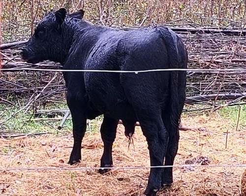 Ternero Negro, Posible Reproductor, de Buen Padre