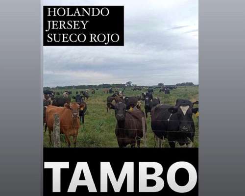 Compra/venta: Invernada y Cría- Tambos -