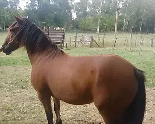 Caballo Zaino Colorado 10 ÑOS