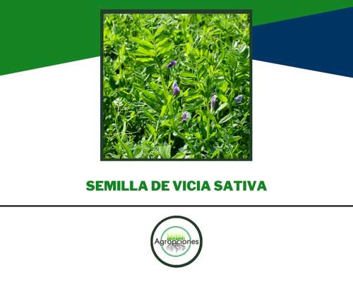 Semilla de Vicia Sativa Francesca
