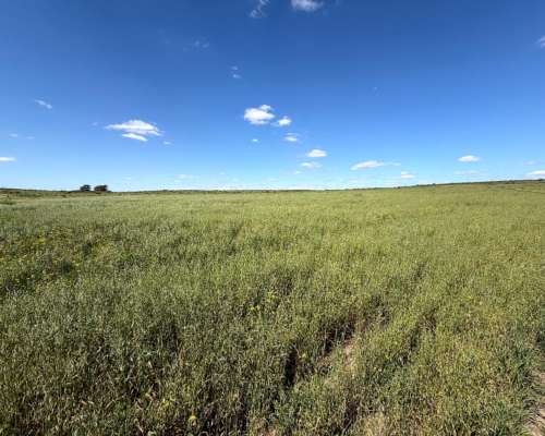 284 Has. Bahia Blanca - Arrendamiento