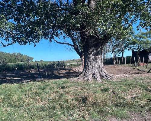 Campo en Venta San Pedro Buenos Aires