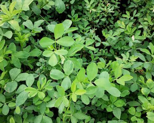 Alfalfas WL - WL 1058