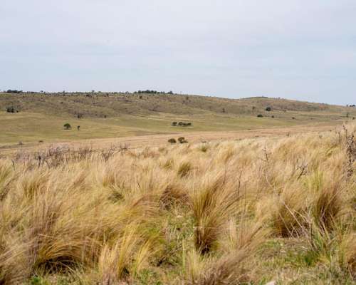 Venta Campo en Pozo Hondo, Santiago del Estero - 3300 Ha