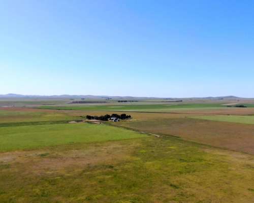 500 Has en Saavedra - BS. AS. - Agrícola - Venta
