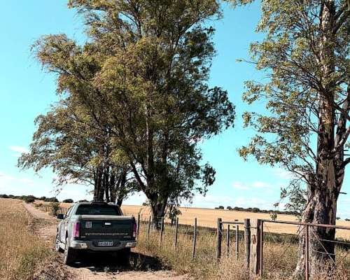 212 Ha Algarrobo Sobre Ruta 22